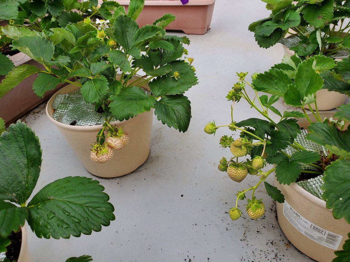 我が家のイチゴ達がやっとやる気を出し始めました‼️　

期待して楽しみにしてます～✨😊🍓

#イチゴ
#よつぼし
#エンジェルエイト
#プランター菜園