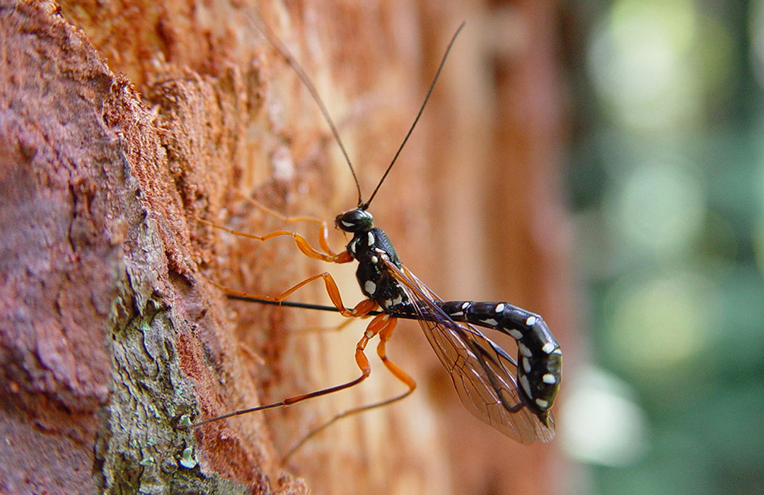petepaphides's tweet photo. This is a parasitoid wasp. Have a good look at it. Parasitoid wasps are remarkable creatures. (1/12) https://t.co/n8qMUegh8C