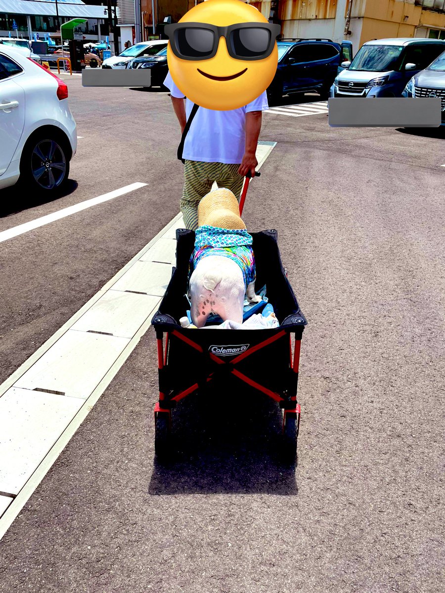 umikuun's tweet photo. ぜんぜん更新してない^^;ゴールデンウィークに家族で宮島に行ってきました〜！
厳島神社に行ったよ〜
＃広島＃厳島神社＃ブルドッグ https://t.co/Ow71tba4Yw