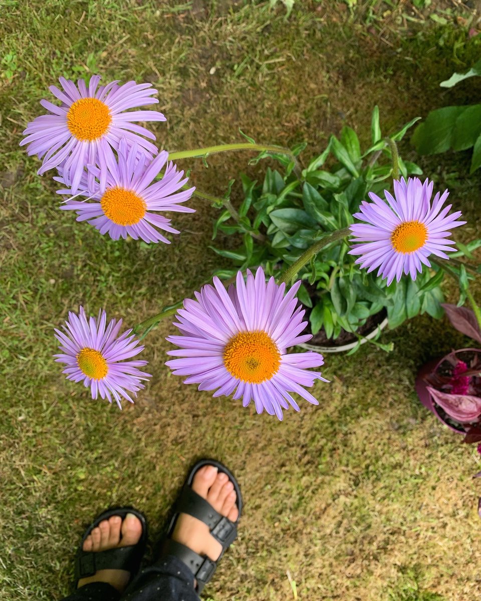 Lalah Rukh tweet media