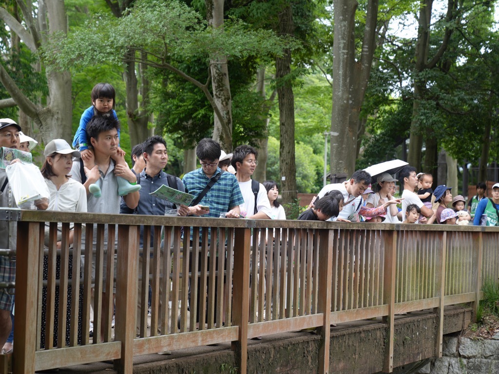 igarashitatsuo's tweet photo. 【「洞峰公園とこれから」大盛況🌳】
まずはみんなで現状の共有を図るため、3コースに分かれて専門家による公園の探索ウォーク「公園の生き物探索🦋」、「子供の育ちと公園🧒」、「施設維持の公開🕹」を行ったわけですが、人数が多くコースの調整が必要なほど。

目的意識を持って歩くことで、生態系の豊かさとそれを感じる楽しさや、こどもたちの遊び場としての可能性、施設の維持管理でどのような工夫がされているか、と洞峰公園を多角的に学ぶことができたと思います。パネルセッションでは、事前にみなさんからいただいた意見や探索ウォークでの感想を踏まえて、これからの洞峰公園についていい議論ができました。準備や協力をくれたみなさまに感謝します🙇‍♂️

いただいたご意見を踏まえて協議会の立ち上げを進めていきたいと思います。結論ありきでも行政の一方通行でもない、市民とともに運営していく新しい公園の形をみなで模索していきます。協議会の方向性が見えてきたらまたご案内しますので、ぜひ一人でも多くの方にご参加いただければうれしいです。