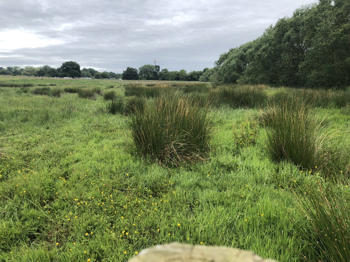 bilbrookfriends's tweet photo. The newly created wetland in Bilbrook is coming along nicely. New pools and large areas now permanently wet. Will start monitoring for wildlife soon. @StaffsWildlife @PendefordMill https://t.co/PZZ7LK9lP1