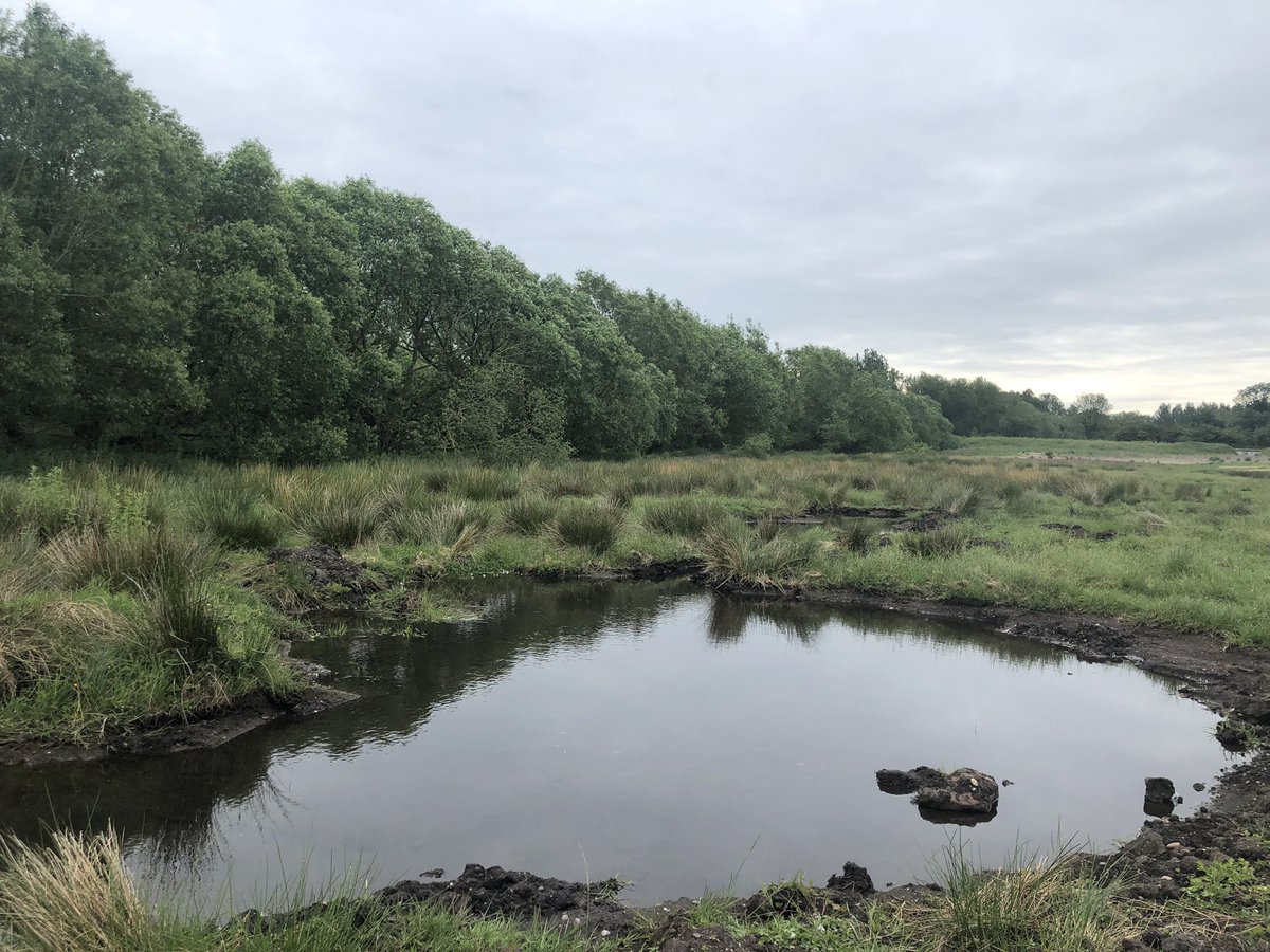 bilbrookfriends's tweet photo. The newly created wetland in Bilbrook is coming along nicely. New pools and large areas now permanently wet. Will start monitoring for wildlife soon. @StaffsWildlife @PendefordMill https://t.co/PZZ7LK9lP1