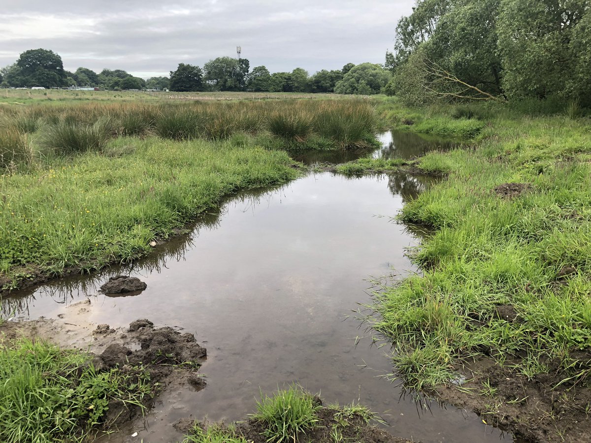 bilbrookfriends's tweet photo. The newly created wetland in Bilbrook is coming along nicely. New pools and large areas now permanently wet. Will start monitoring for wildlife soon. @StaffsWildlife @PendefordMill https://t.co/PZZ7LK9lP1