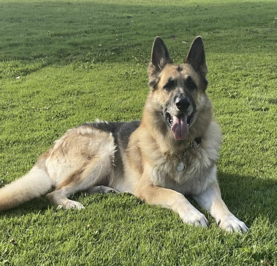 NigeSlatcher's tweet photo. Our beautiful dog Kaiser passed away at home last night. He was in our lives for 12 years from been a pup. We shared so many happy and funny  memories along the way and you were simply the best dog to our family. We wll miss you every day x https://t.co/1HG12LVxrQ