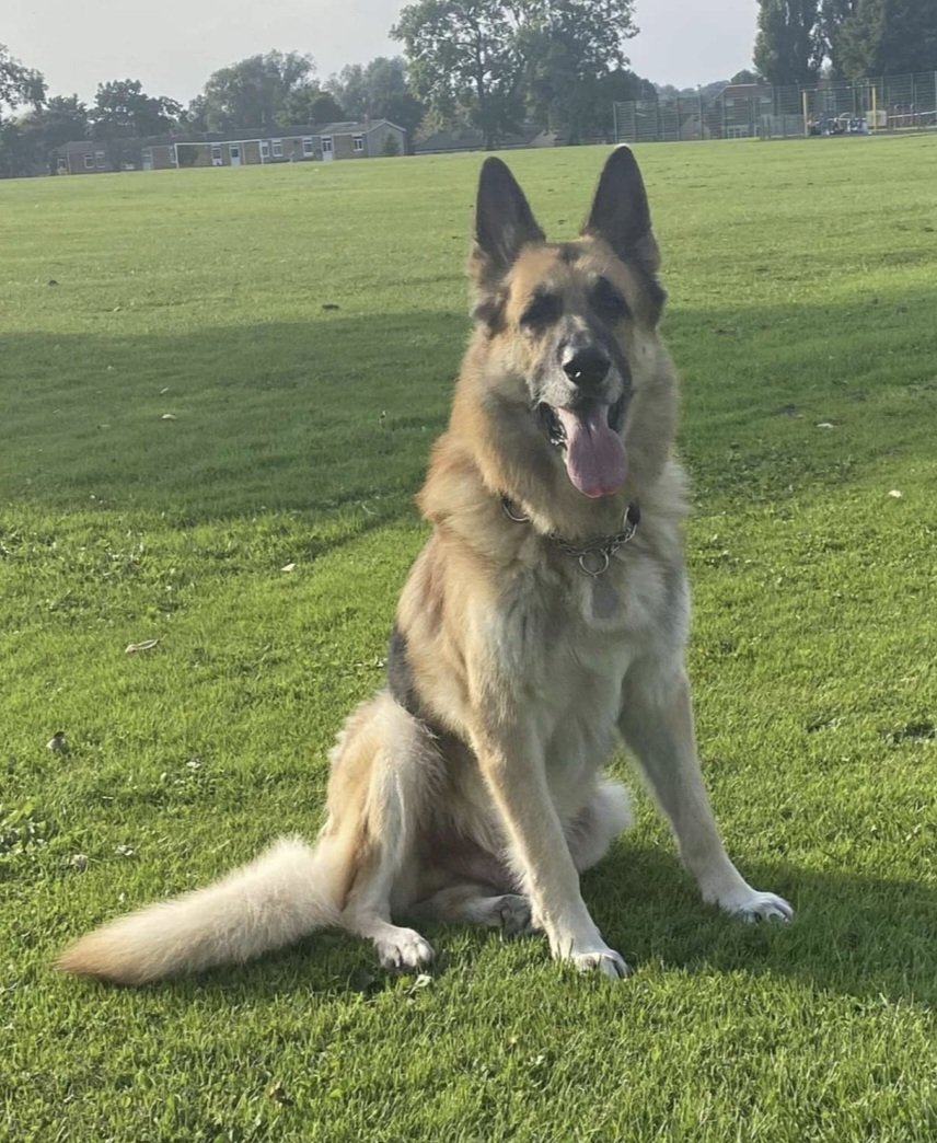 NigeSlatcher's tweet photo. Our beautiful dog Kaiser passed away at home last night. He was in our lives for 12 years from been a pup. We shared so many happy and funny  memories along the way and you were simply the best dog to our family. We wll miss you every day x https://t.co/1HG12LVxrQ