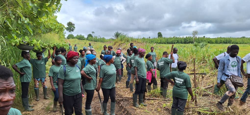 MerePlantations's tweet photo. Friday's #GreenGhanaDay was a huge success! Thank you to our Mere team & @fcghana2020 district division for starting the journey of 10,000 Teak seedlings & 200 mango seedlings for onward growing.
Greening Ghana together for a sustainable future.
#LetsGoPlanting #LetsGoGrowingπ¬ππ¬π§ https://t.co/LWwcEslJSp