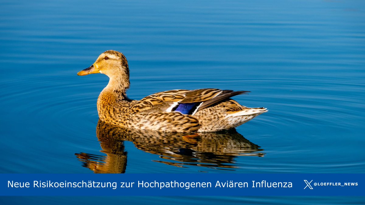Loeffler_News's tweet photo. 🦆Die neue Risikoeinschätzung ist da:
#Risiko des Eintrags, der Aus- und Weiterverbreitung von HPAI in Wasserpopulationen & Hausgeflügelhaltungen insgesamt #gering, trotzdem wachsam bleiben und auf die #Biosicherheit achten: https://t.co/7dcQoxGjaF https://t.co/IgDmbd9dXD