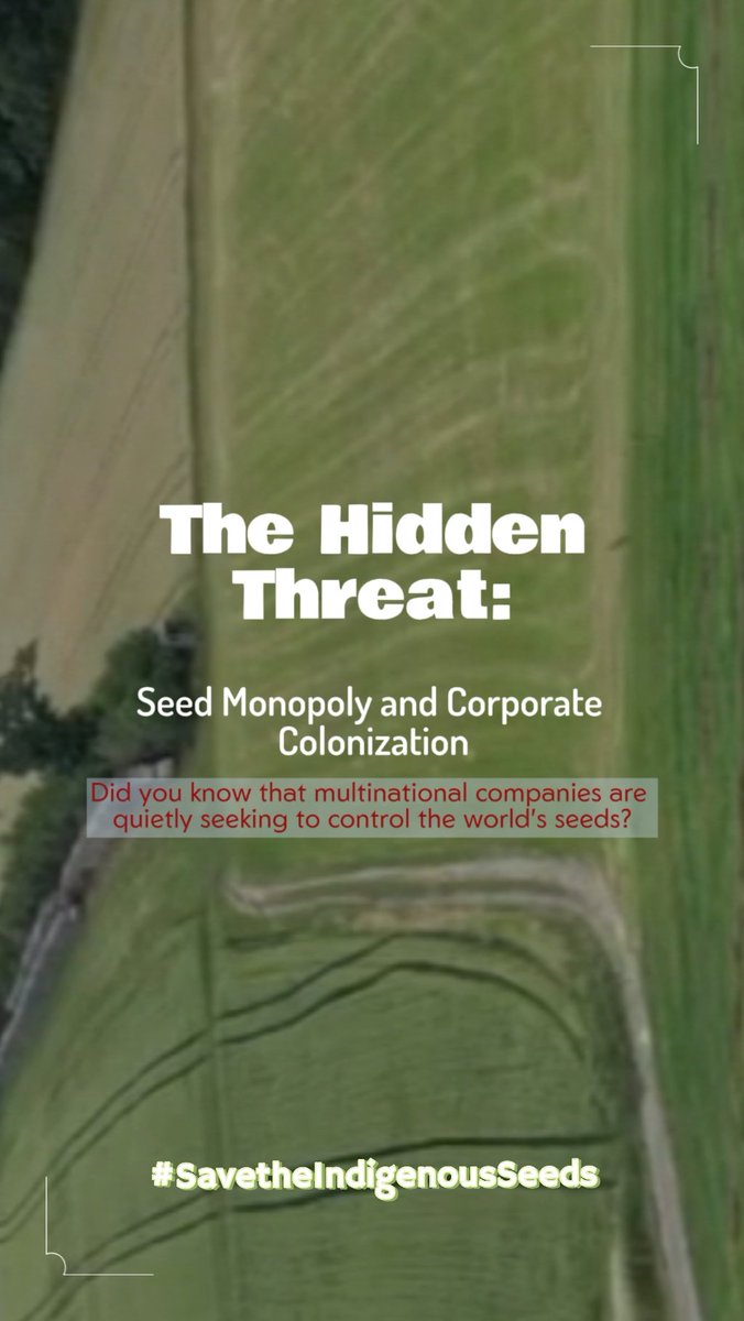 JHakimani's tweet photo. By raising awareness and taking action, we can reclaim control over our seeds and ensure a more resilient, equitable future for all. #SaveTheIndigenousSeeds
#IntegralEcology
#Sustai https://t.co/tVWE3nlW0u