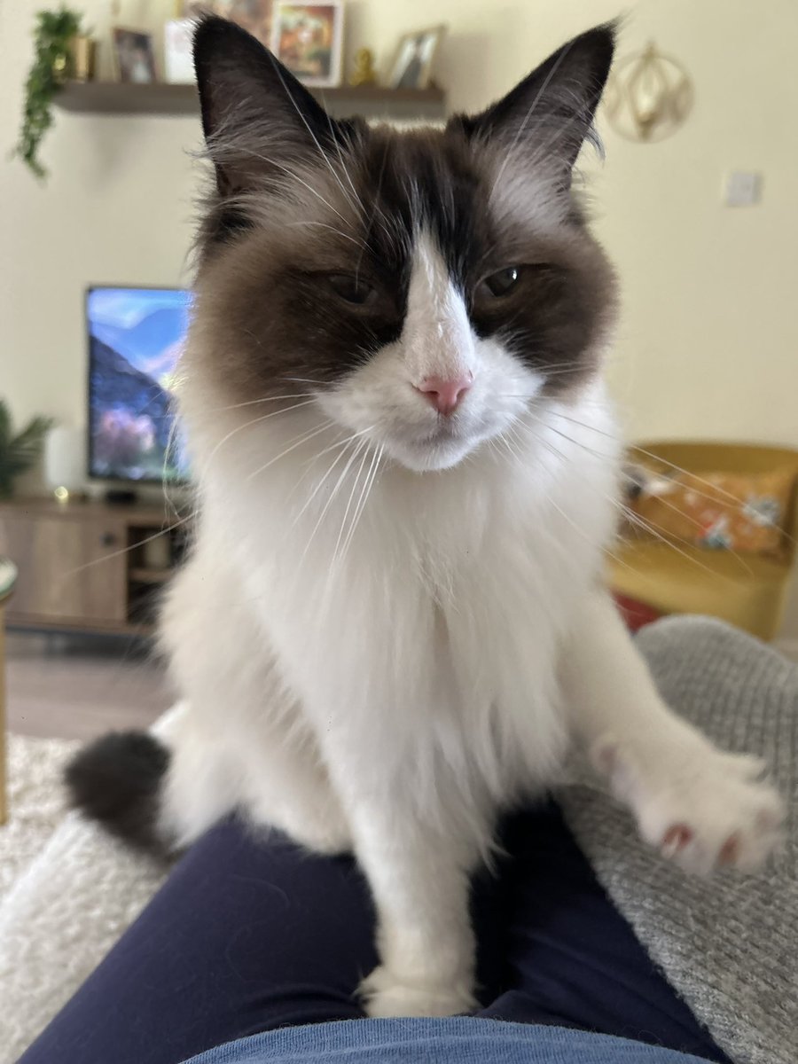 I don’t always need your attention… 
Oh wait, yes I do. #monday #catsofx