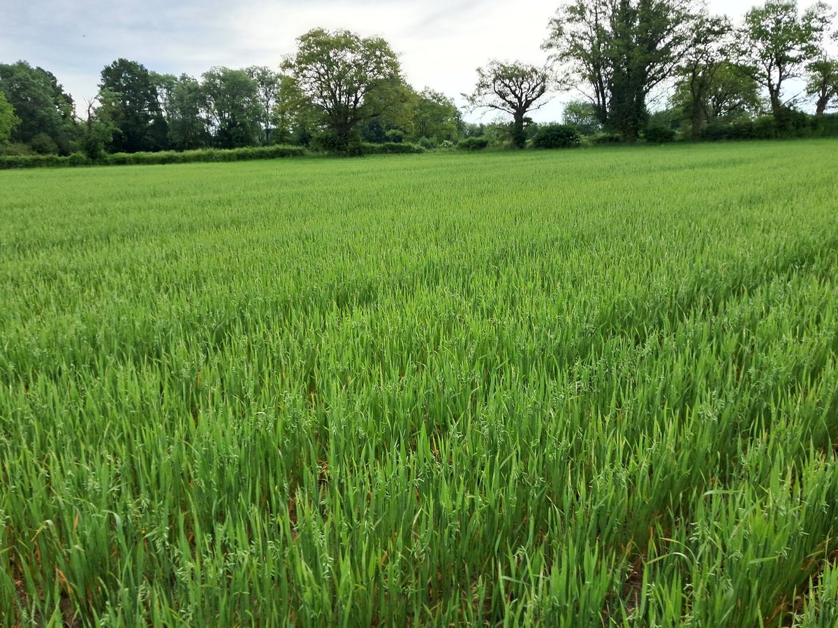 Agriculteur Bio Engagé, la Ferme de Châteauneuf tweet media