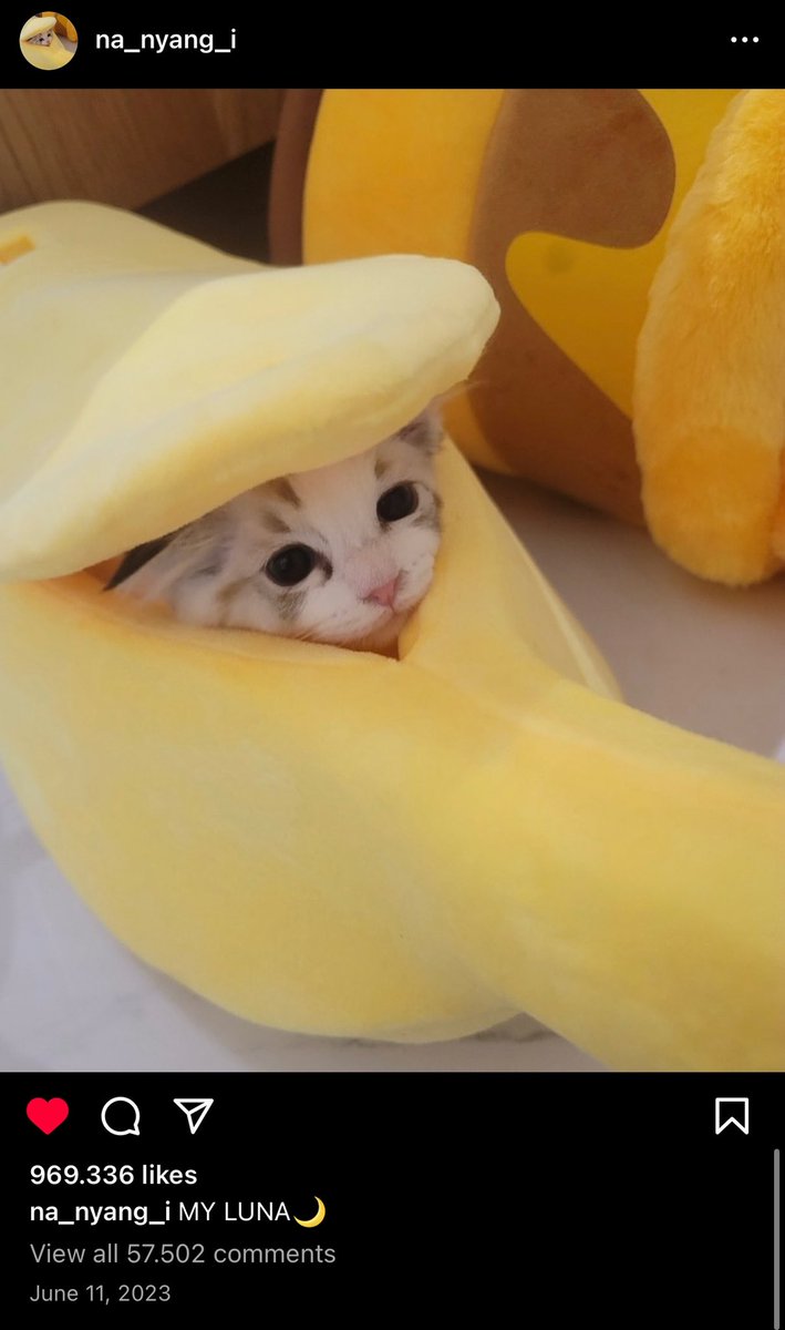 🐱🌸 tweet media