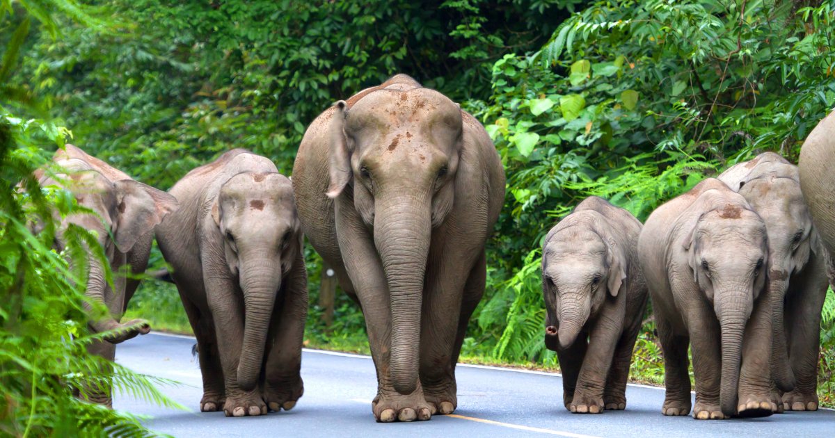 🌟 Venture beyond cityscapes &amp; immerse yourself in the untouched beauty of #Thailand! From the serene Erawan Falls to the vibrant Phi Phi Islands, every corner brims with magnificence. 🌴🐘 #TravelTuesday #AdventureAwaits #IslandLife

Blog - holidayhamster.co.uk/exploring-thai…