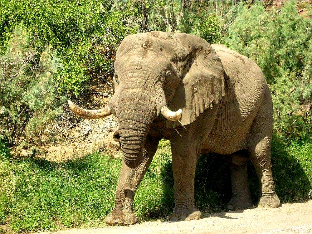 CitysFElephants's tweet image. 🖤 ​​VOORTREKKER 𓃰
♰ June 25, 2019 died
💥as a problem hunting trophy

The name #VOORTREKKER comes from Afrikaans and means forerunner. Voortrekker led his herd of elephants from the east of Namibia to their new home in the west at the #Brandberg. Hence the name Voortrekker.