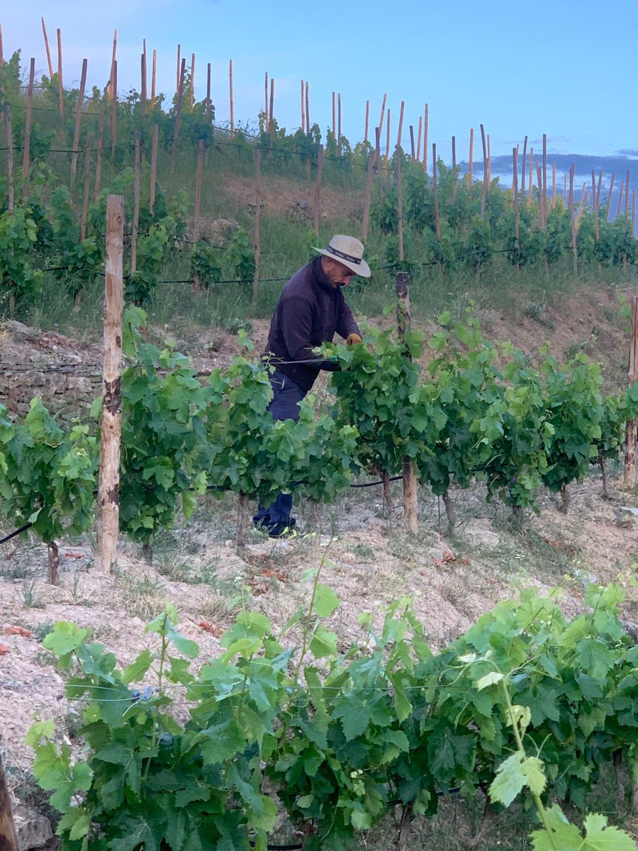 ClosGalena's tweet photo. 🍷 @ClosGalena compta amb 30 hectàrees de vinyes envoltades de natura a El Molar.

🍇 Tenim cultivats ceps autòctons de garnatxa negra, blanca, carinyena, cabernet sauvignon, merlot, viognier i syrah. 

🔝 Les produccions són petites i cuidades (de 0,5-1 kg de raïm per cep). https://t.co/h3bukGpZfX