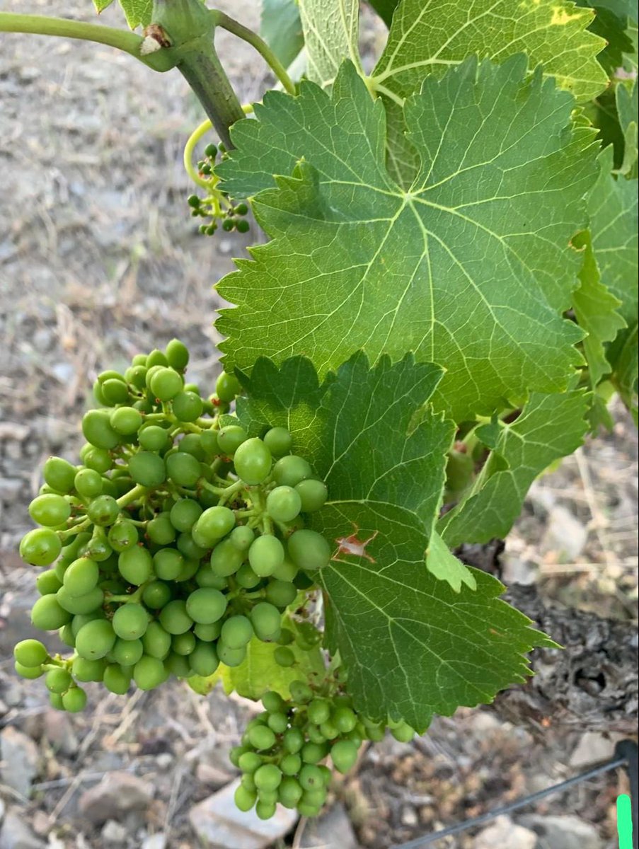 ClosGalena's tweet photo. 🍷 @ClosGalena compta amb 30 hectàrees de vinyes envoltades de natura a El Molar.

🍇 Tenim cultivats ceps autòctons de garnatxa negra, blanca, carinyena, cabernet sauvignon, merlot, viognier i syrah. 

🔝 Les produccions són petites i cuidades (de 0,5-1 kg de raïm per cep). https://t.co/h3bukGpZfX