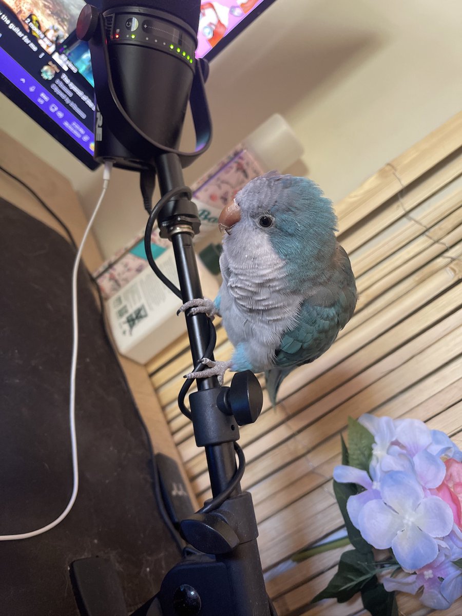 Today we said goodbye to my favourite little man. It all happened so suddenly and i’m torn. Willis you were the best part of Adelaide &amp; the life to the house. Without you here buddy is gonna be tough, but you fly high up there mate 🕊️🩵 

RIP Willis 😭
