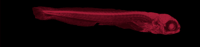 Ari Arrenberg's Lab tweet media