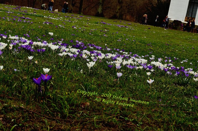 KokopelliBFree's tweet photo. 'Ungewohnte Perspektive' #FotoVorschlag

Vor langer Zeit eines Frühlings im Hamburger #Jenischpark.

One Spring long ago in Hamburg's #Jenischpark.

#KBFPhotography #DSLR #Nikon #Photography https://t.co/Nrca2l3uqd