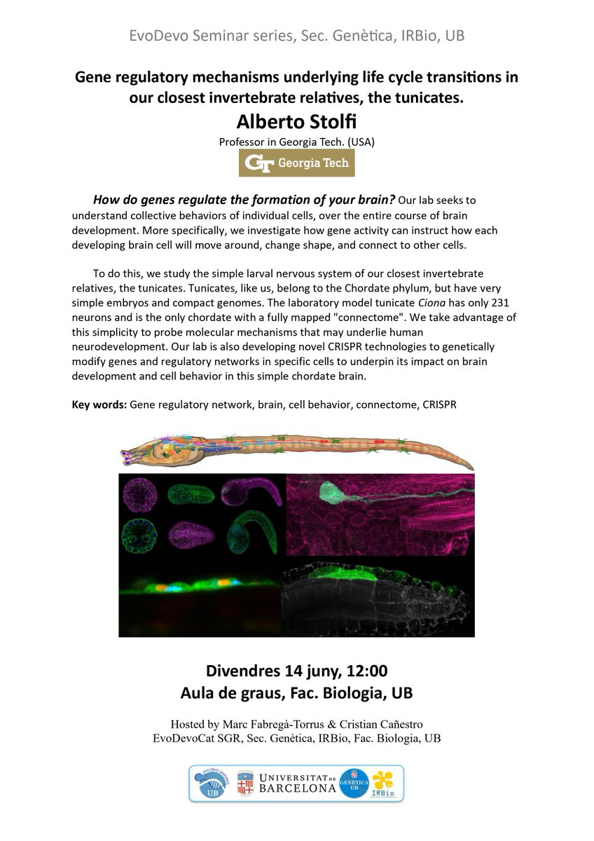 IRBioUB (@irbioub) on Twitter photo 🧬📚 No et perdis el seminari de l'Alberto Stolfi sobre els mecanismes genètics reguladors en els tunicats, els nostres parents més propers! Divendres 14 de juny a les 12:00 h a l'Aula de Graus, <a href="/BiologiaUB/">Facultat de Biologia UB</a>. #Genètica #Neurociència #EvoDevo 🧬📚 No et perdis el seminari de l'Alberto Stolfi sobre els mecanismes genètics reguladors en els tunicats, els nostres parents més propers! Divendres 14 de juny a les 12:00 h a l'Aula de Graus, <a href="/BiologiaUB/">Facultat de Biologia UB</a>. #Genètica #Neurociència #EvoDevo