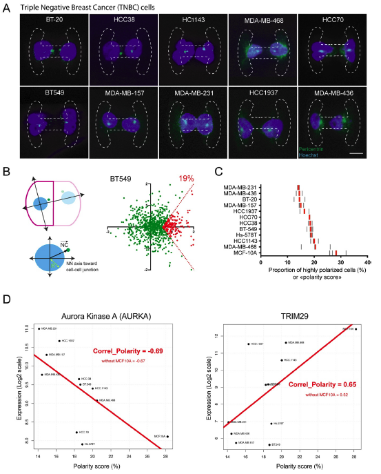 ManuelTHERY's tweet photo. How to make sense of tons of transcriptomic data in cell biology?
@Laurent_Guyon managed to correlate A CELLULAR METRIC (the centrosome position) with changes in the AMOUNT OF RNA in multiple cells lines. https://t.co/0lQ0GP4Bdp