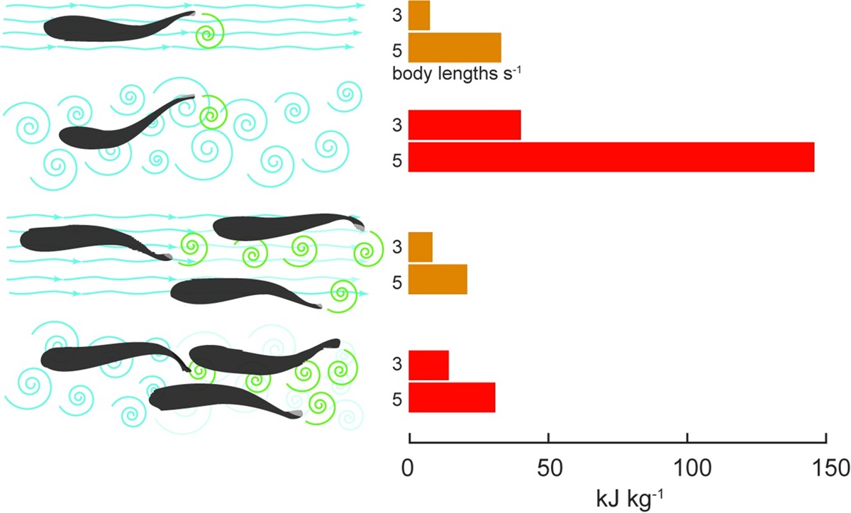 PLOSBiology's tweet image. What are the energetic effects of animals moving in schools or flocks? Tyson Hedrick explores a #PLOSBiology study which shows that schooling greatly reduces the cost of transport for #fish in #TurbulentFlow. Primer: plos.io/4cc1joa Paper: plos.io/3RgxDhF