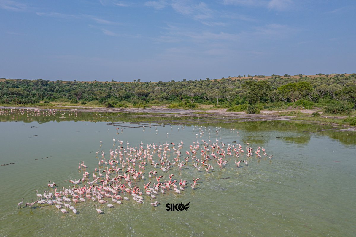 dickson_siko's tweet photo. Flamingos at Lake Munyanyange in the Katwe Region of Queen Elizabeth National Park Park🇺🇬
📸@SikoConsultsLtd
.
.
.
#SikoIsHere #DronesForGood #SkyKings #ExploreUganda #VisitUganda #ExploreWest
@saadShots https://t.co/OfVK1j5Y2u