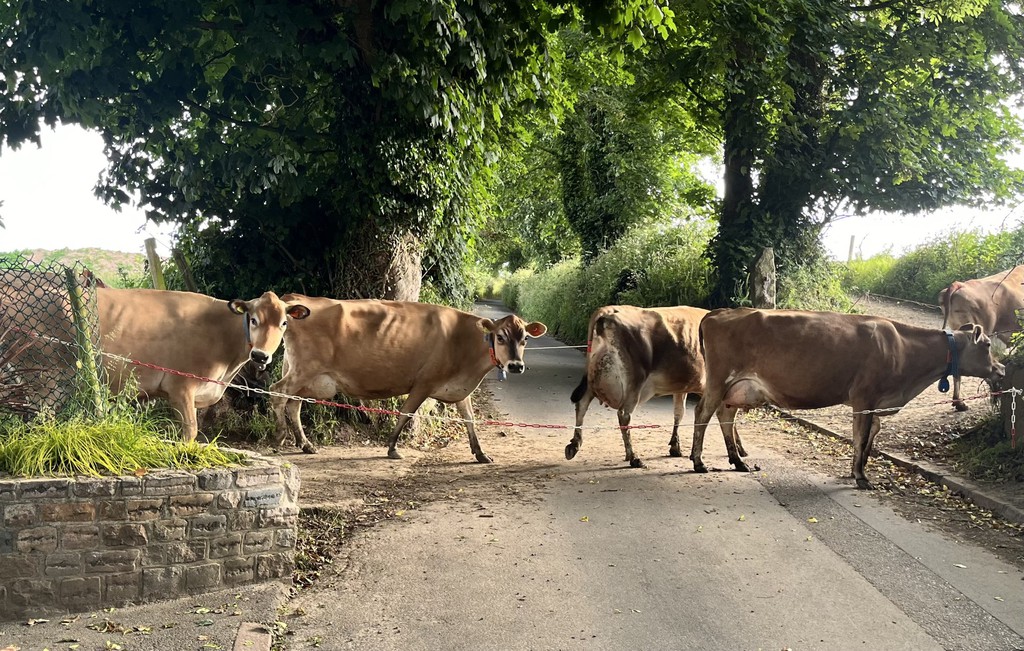 paulevery's tweet image. 🚴‍♂️ A pause in my pedal through St Helier’s lanes, courtesy of a cow crossing. Their morning march to ‘work’ mirrored mine, a delightful start to a day in Jersey

#CycleLife #JerseyJoy #MorningRide #MindfulCommute