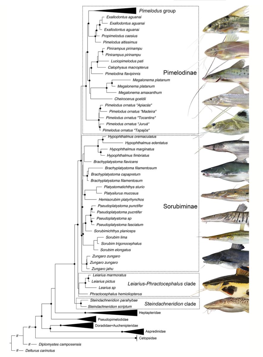 Published our new UCE-phylogeny of long-whiskered catfishes of the family Pimelodidae. Data covered 25 genera and 55 species with focus on Pimelodus. Results support Sorubiminae and Pimelodinae. Lead by Gabriel Silva; photos Mark Sabaj; funded by FAPESP: doi.org/10.1111/zsc.12…
