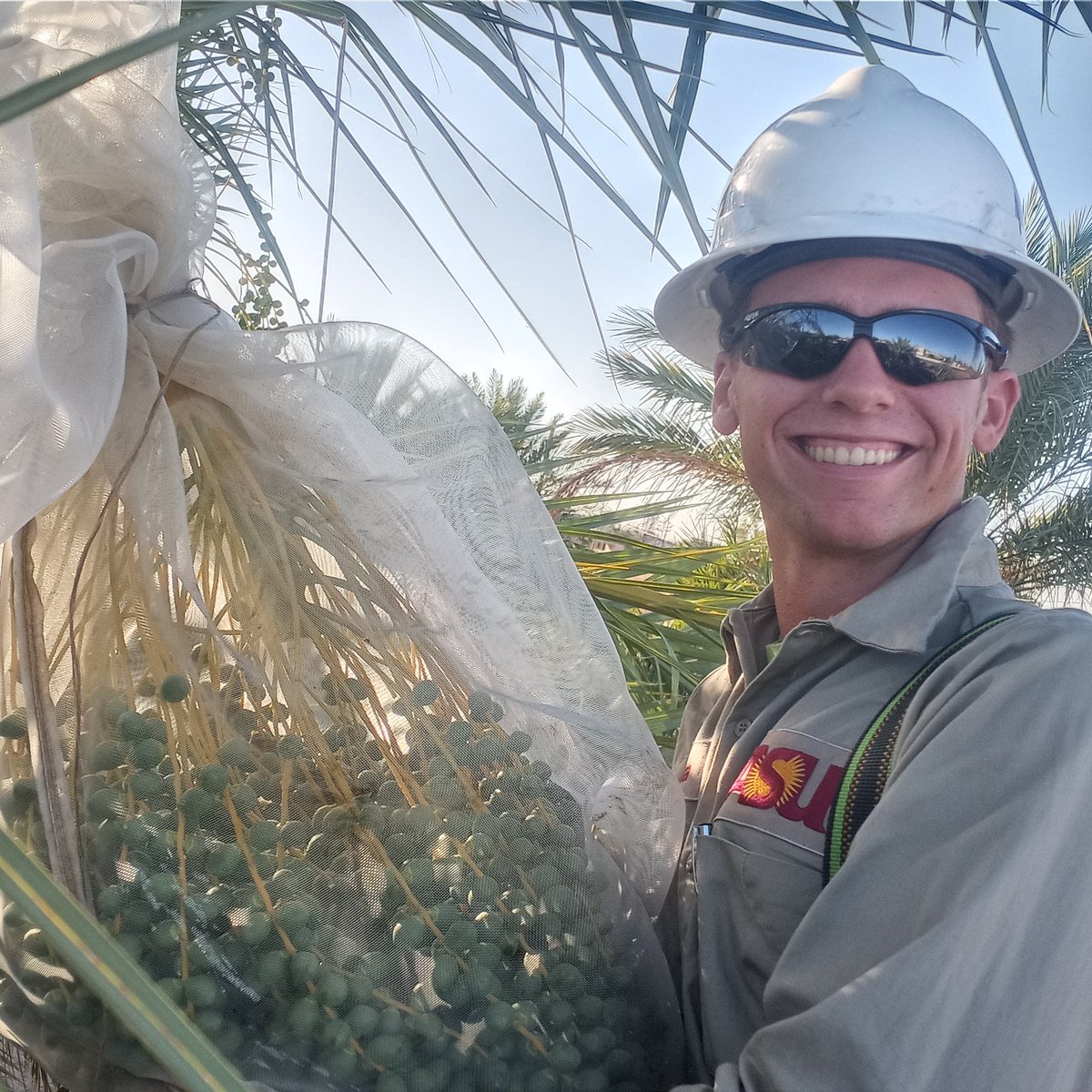 Meet our new Date Palm Harvest trainee, Joshua Baillie.  Joshua bagged his first 30lb bunch of Honey dates today and is also finishing up his degree in ABS Desert Food Production.