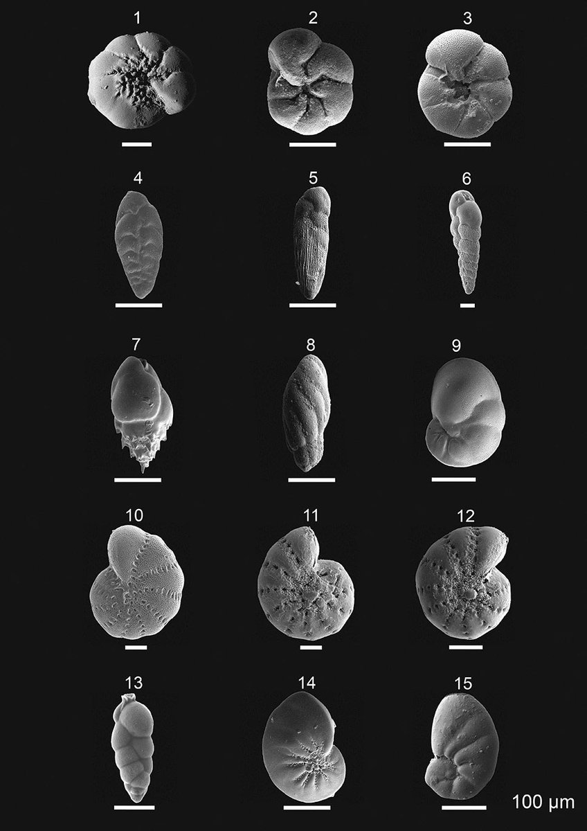 ForamsNews tweet media