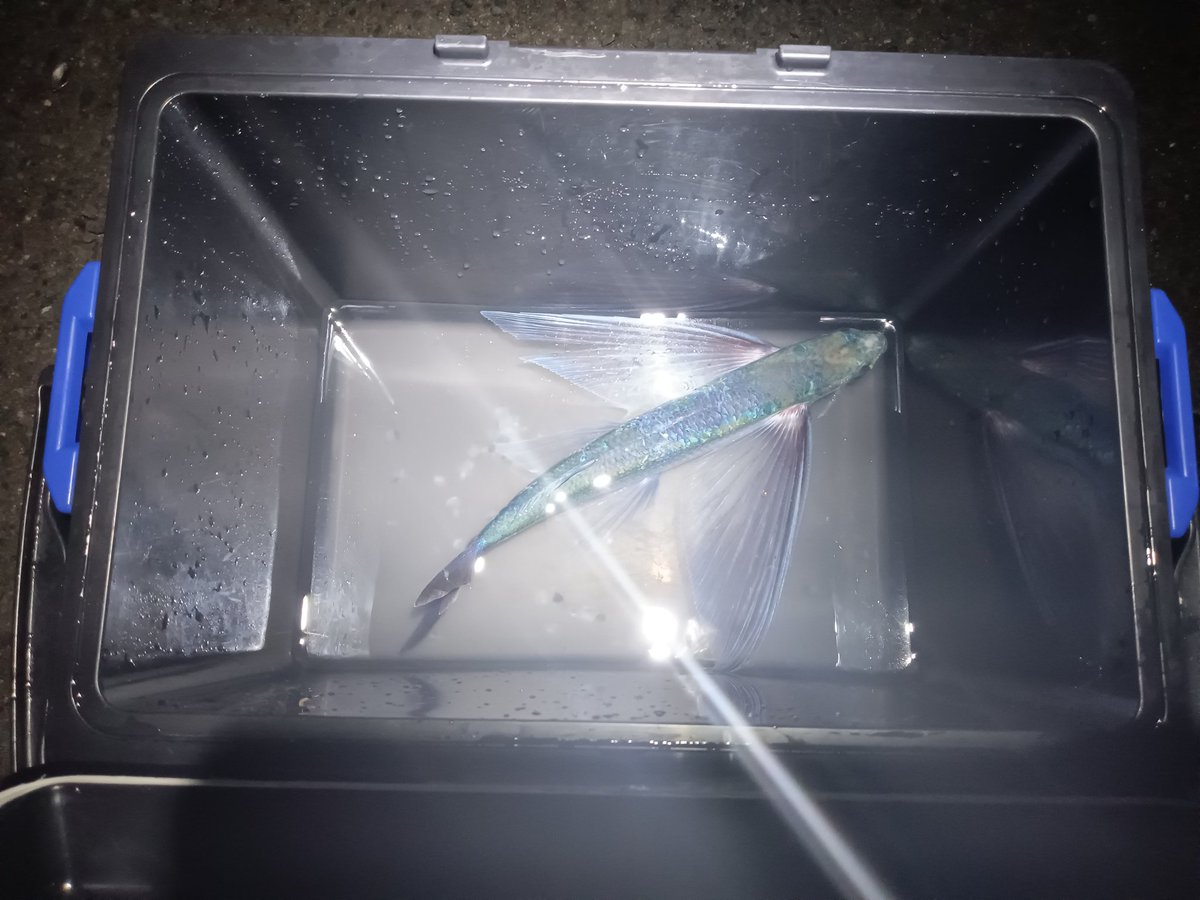 今年初めての釣果(？)は飛魚でした✨泳いでるところを素手でキャッチ♪笑
この時期は接岸してきてるのでたまに素手でも取れるところに来てくれます(^o^)イカ釣れたらいいなー
#飛魚
#エギング