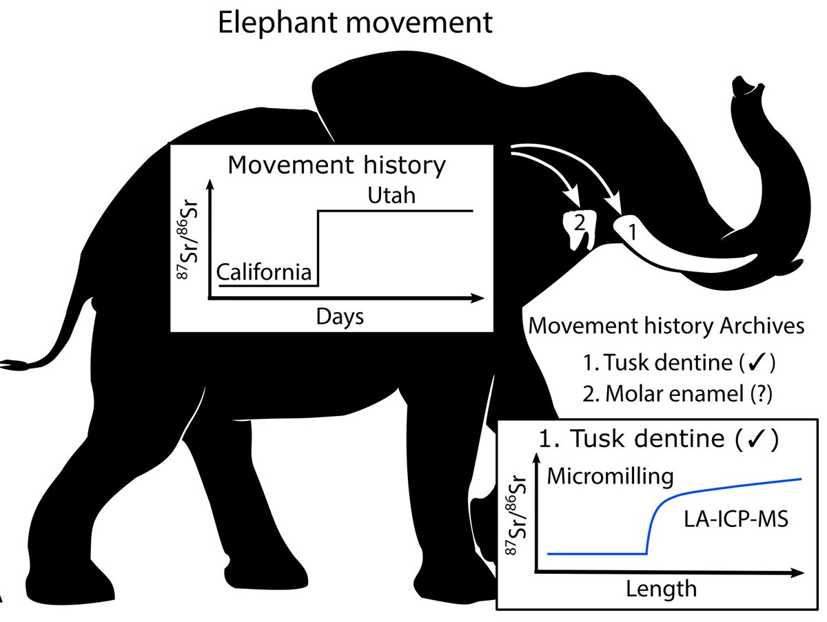 Deming Yang (@demingyang) on Twitter photo Plz RT: 🚨Preprint alert🚨We <a href="/k_podkovyroff/">Katya Podkovyroff (she/her)</a> @kevin_t_uno @bumbanian evaluate three sources of ⁸⁷Sr/⁸⁶Sr signal attenuation in elephant enamel and present a workflow to estimates ⁸⁷Sr/⁸⁶Sr intake history for migration studies. osf.io/preprints/osf/… <a href="/UofUGeo/">UofU Geology & Geophysics</a> <a href="/RGGSatAMNH/">RGGS at AMNH</a> Plz RT: 🚨Preprint alert🚨We <a href="/k_podkovyroff/">Katya Podkovyroff (she/her)</a> @kevin_t_uno @bumbanian evaluate three sources of ⁸⁷Sr/⁸⁶Sr signal attenuation in elephant enamel and present a workflow to estimates ⁸⁷Sr/⁸⁶Sr intake history for migration studies. osf.io/preprints/osf/… <a href="/UofUGeo/">UofU Geology & Geophysics</a> <a href="/RGGSatAMNH/">RGGS at AMNH</a>