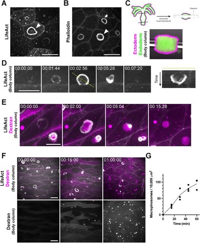 From MBoC
Skokan et al. identify tissue-wide, constitutive macropinocytosis in the epithelium of Hydra and reveal a role for mechanical stretch in regulating this fluid engulfment phenomenon.

doi.org/10.1091/mbc.E2…