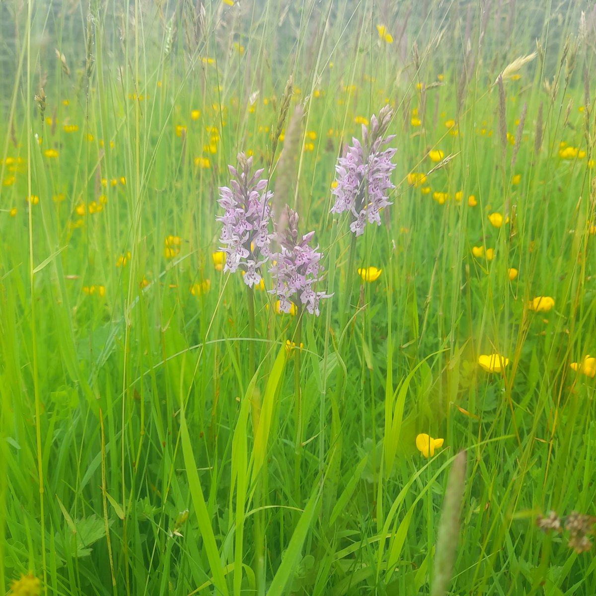 Wales Nature Week /Wythnos Natur Cymru (@walesnatureweek) on Twitter photo Great to see the wildflower meadow <a href="/StMichGlascoed/">St. Michael's Church</a> & the orchids in bloom in front of the church. Lots of bees and beetles enjoying the pollen & nectar too #LoveYourBurailGroundWeek <a href="/godsacre/">Caring for Gods Acre</a> <a href="/Mon_LNP/">Monmouthshire LNP</a> Great to see the wildflower meadow <a href="/StMichGlascoed/">St. Michael's Church</a> & the orchids in bloom in front of the church. Lots of bees and beetles enjoying the pollen & nectar too #LoveYourBurailGroundWeek <a href="/godsacre/">Caring for Gods Acre</a> <a href="/Mon_LNP/">Monmouthshire LNP</a>