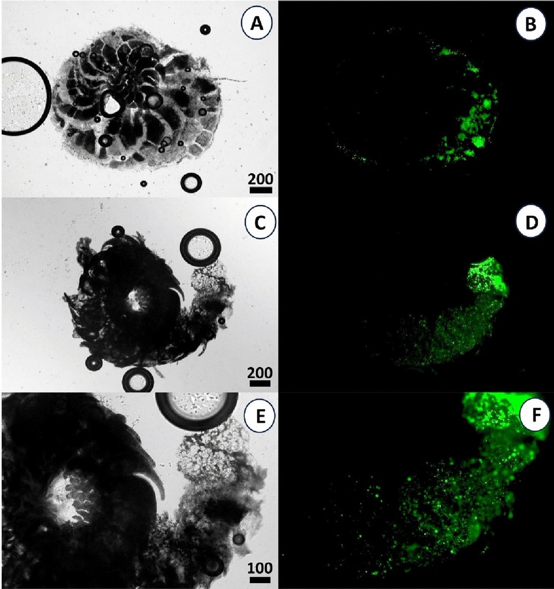 ForamsNews tweet media