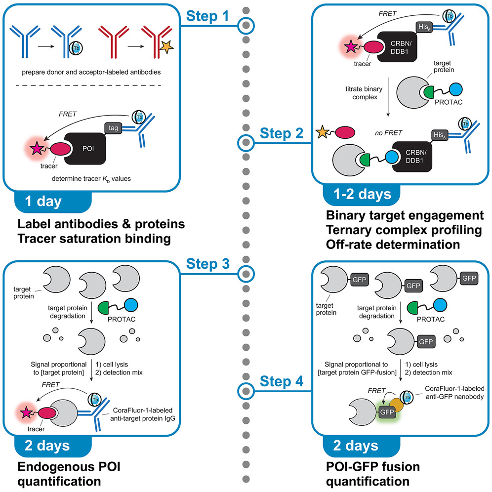 If you liked the versatile TR-FRET methodology we reported in our cyclimid paper, check out our detailed <a href="/STARProtocols/">STAR Protocols</a> procedures. We are looking forward to seeing these approaches being (hopefully) broadly adapted! <a href="/mazit/">Ralph Mazitschek</a> @drcmwoo &amp; Saki Ichikawa

sciencedirect.com/science/articl…
