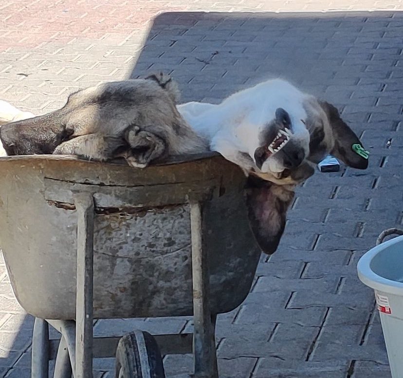 aslialpar's tweet photo. Soldakini yapanlar serbest sağdakini yapan tutuklu…

#BuketÖzgünlüYalnızDeğildir https://t.co/cZdKxCIpbt