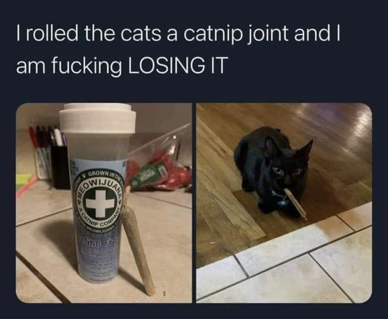 Dont Show Your Cat (@dontshowyourcat) on Twitter photo 