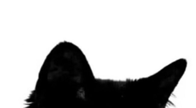 beegirlx's tweet image. meow