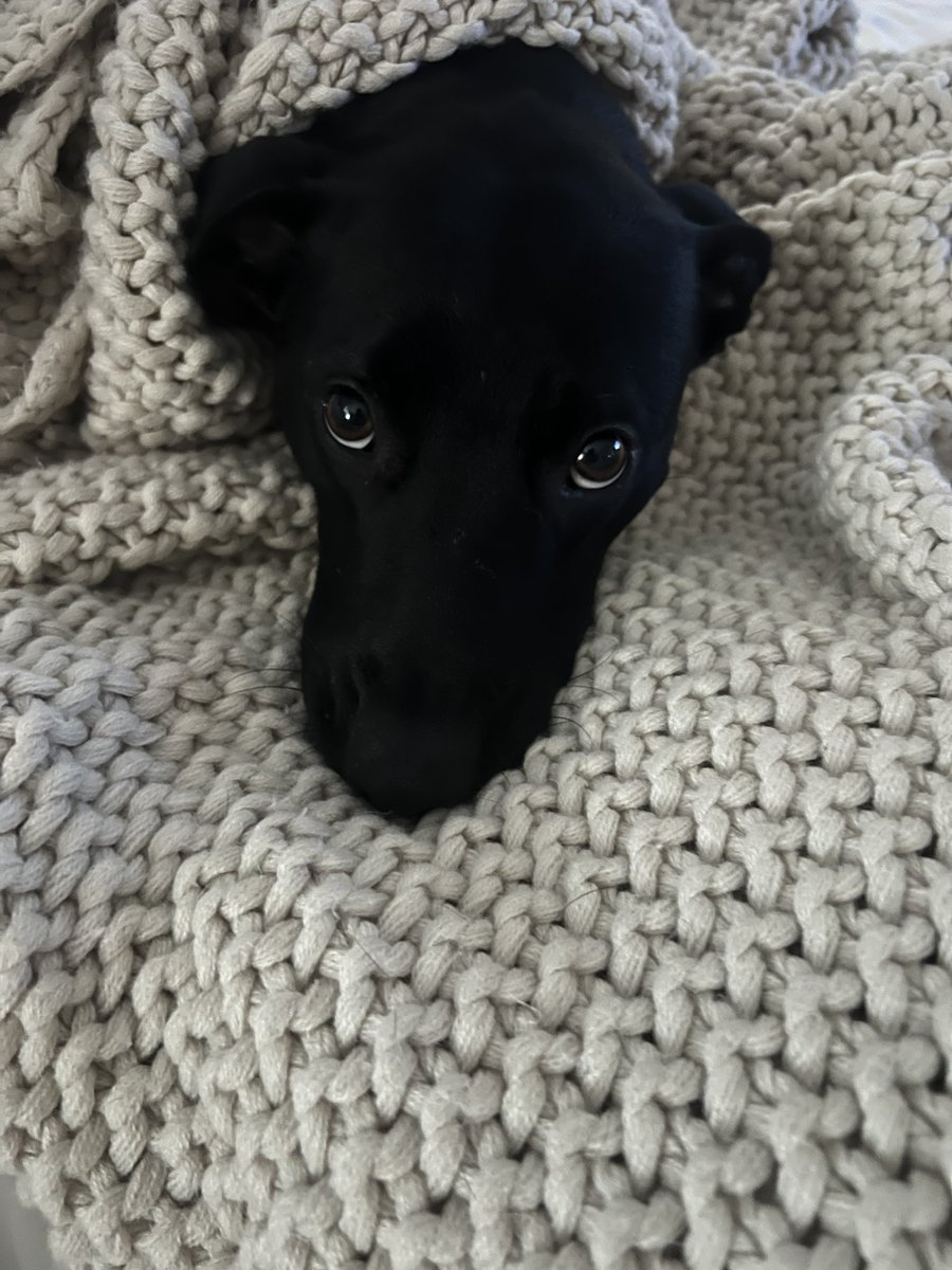 kariecupcake's tweet photo. Good morning ☕️ do you need to be rescued? Adopt a dog, your life will become rich in a way you can’t imagine! That is a rescue to me…I was rescued by Miss Phoebe 🐾💞 have a beautiful day! #behappy #livebright #adoptdontshop https://t.co/9TJMexZIUI