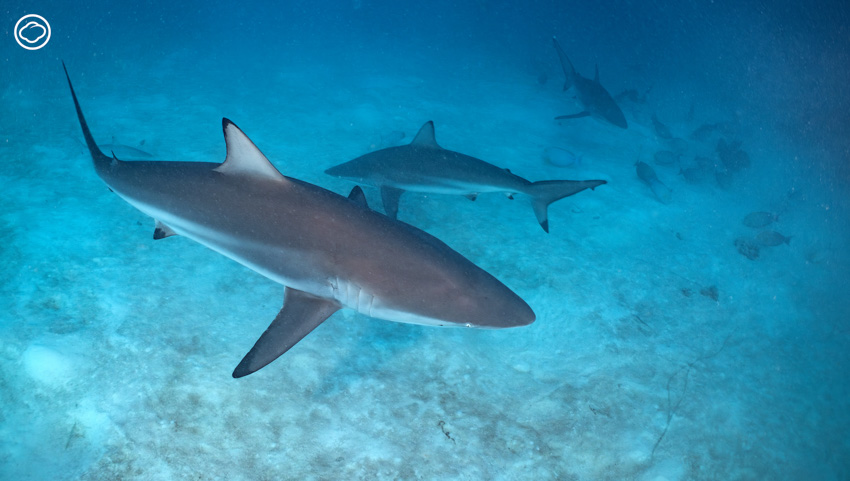 readthecloud's tweet image. #มัลดีฟส์ ที่เที่ยวในฝันใครหลายคนกำลังจะหายไปในอีกไม่นาน นัท สุมนเตมีย์ เลยอยากชวนทุกคนมาตระหนักถึงการเปลี่ยนแปลงที่เกิดจากฝีมือมนุษย์ของเกาะสวรรค์แห่งนี้ ผ่านคอลัมน์ #LifeonEarth คราวนี้ #TheCloud
readthecloud.co/maldives-divin…