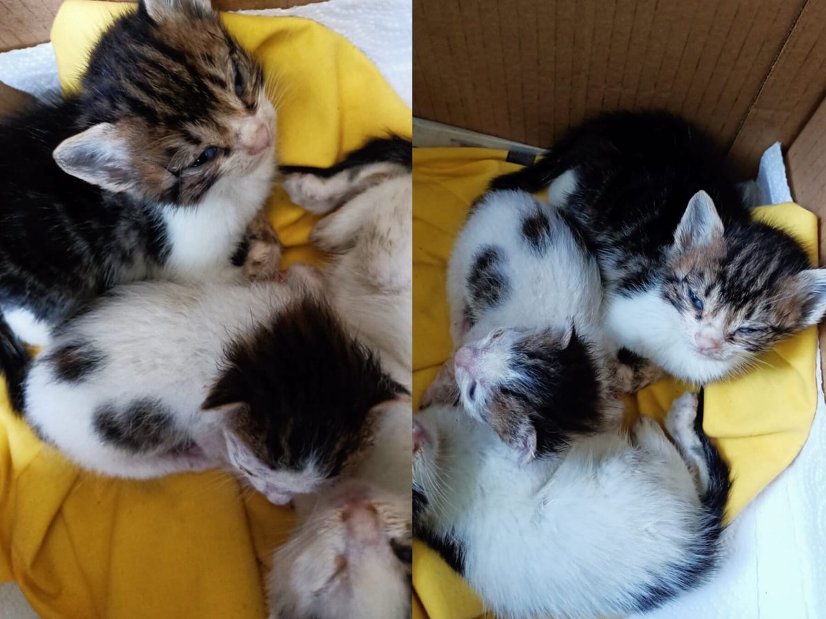 4 haftalık 3 yavru tekir
4 haftalık 3 yavru tekir. Anneleri diyafram fıtığı ameliyatından çıktı. Yav...
Konum: İstanbul, Türkiye
Detay: miyavru.com/ilan/4-haftali…
#kedi #köpek #miyavru