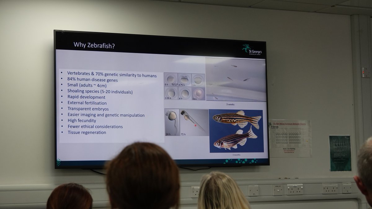 We’re are delighted to announce that the Zebrafish Unit has reopened at St George’s with the aim of advancing research by exploring the genetic pathways behind diseases and developing new treatments.

Learn more: sgul.ac.uk/research/our-r…

#MedicalResearch #PublicHealth #Innovation
