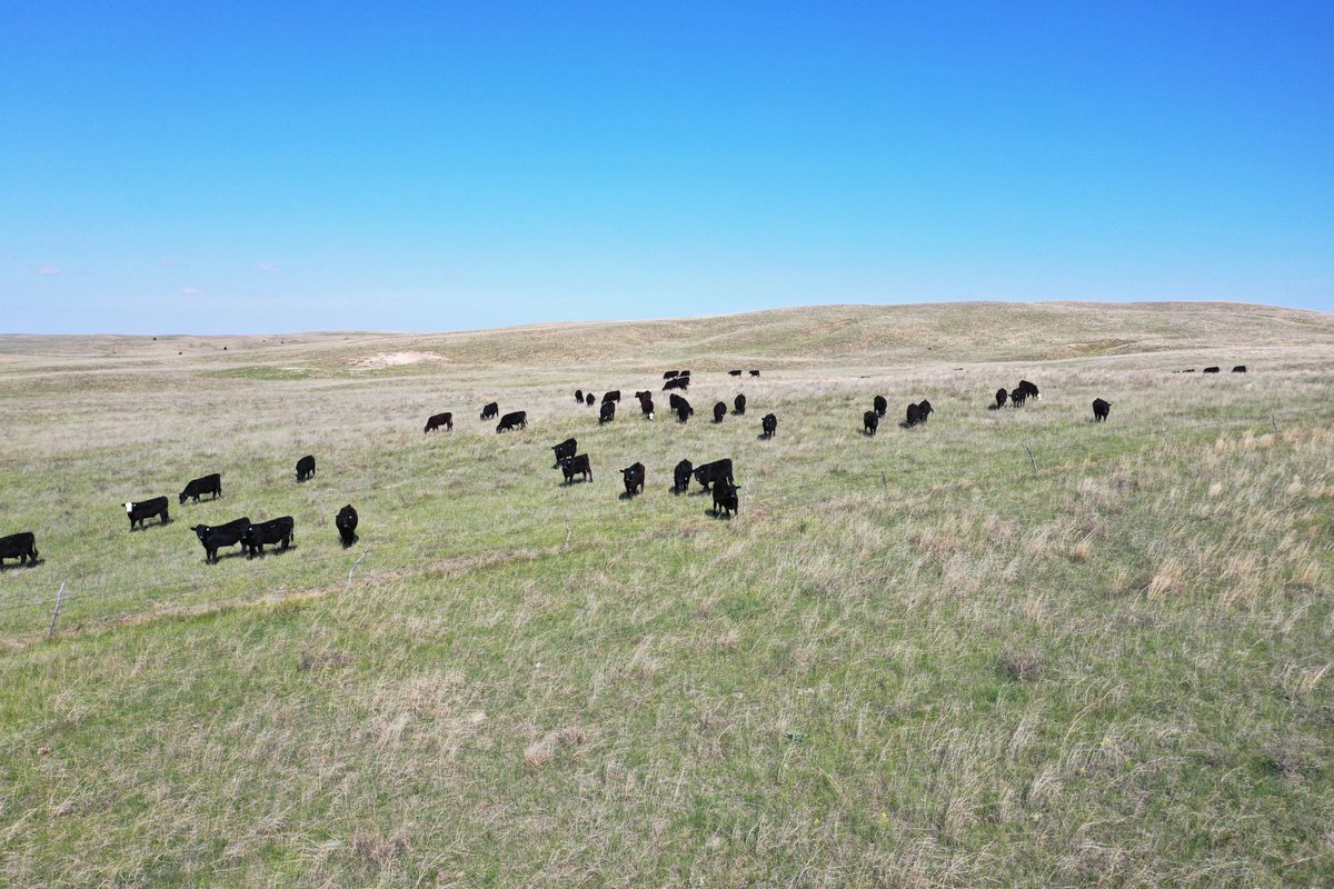 LashleyLand's tweet photo. NEW LISTING! Lincoln County Sandhills Pasture features 442± acres of well maintained sandhills rangeland sitting North of North Platte, NE. See the details: https://t.co/lJaL9GPc2Z https://t.co/3TArZ5qgam