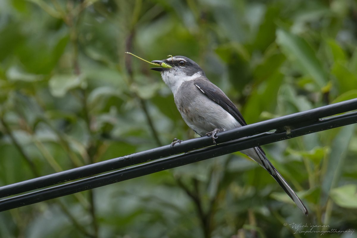 jayshrike's tweet image. Ryukyu Minivet is not confined to #Ryukyu Islands, but the #prey species looks to me like the #endemic 𝘗𝘴𝘺𝘳𝘢𝘯𝘢 𝘳𝘺𝘶𝘬𝘺𝘶𝘦𝘯𝘴𝘪𝘴. Correct me if I&apos;m wrong.

#BirdsSeenIn2024 #birding #TwitterNaturePhotography #naturephoto #NatureBeautiful #migrant #wildbirdphotography
