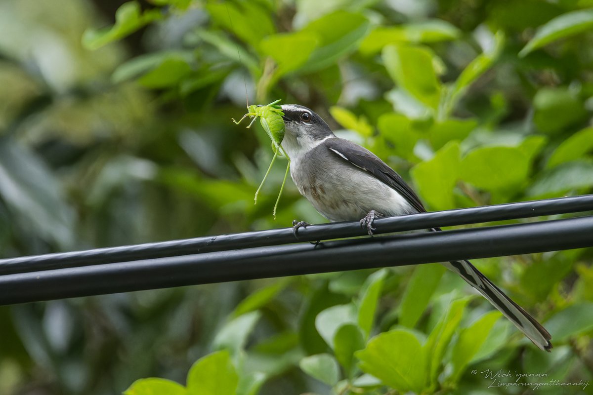 jayshrike's tweet image. Ryukyu Minivet is not confined to #Ryukyu Islands, but the #prey species looks to me like the #endemic 𝘗𝘴𝘺𝘳𝘢𝘯𝘢 𝘳𝘺𝘶𝘬𝘺𝘶𝘦𝘯𝘴𝘪𝘴. Correct me if I&apos;m wrong.

#BirdsSeenIn2024 #birding #TwitterNaturePhotography #naturephoto #NatureBeautiful #migrant #wildbirdphotography