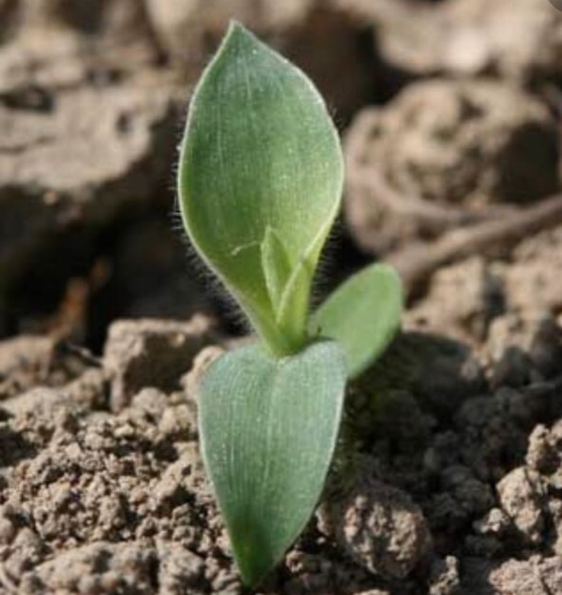 Emmanuel LEDUC tweet media