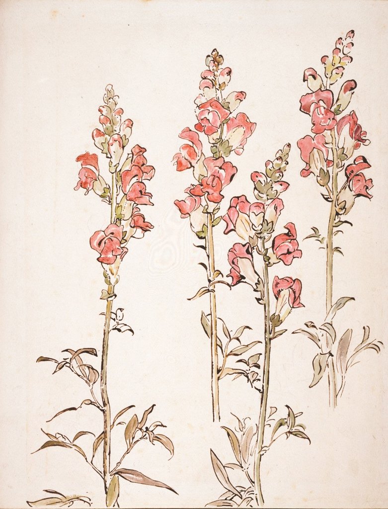 womensart1's tweet image. 'Snapdragons', 1903 by Beatrix Potter, not only an author and illustrator but a keen naturalist #womensart
