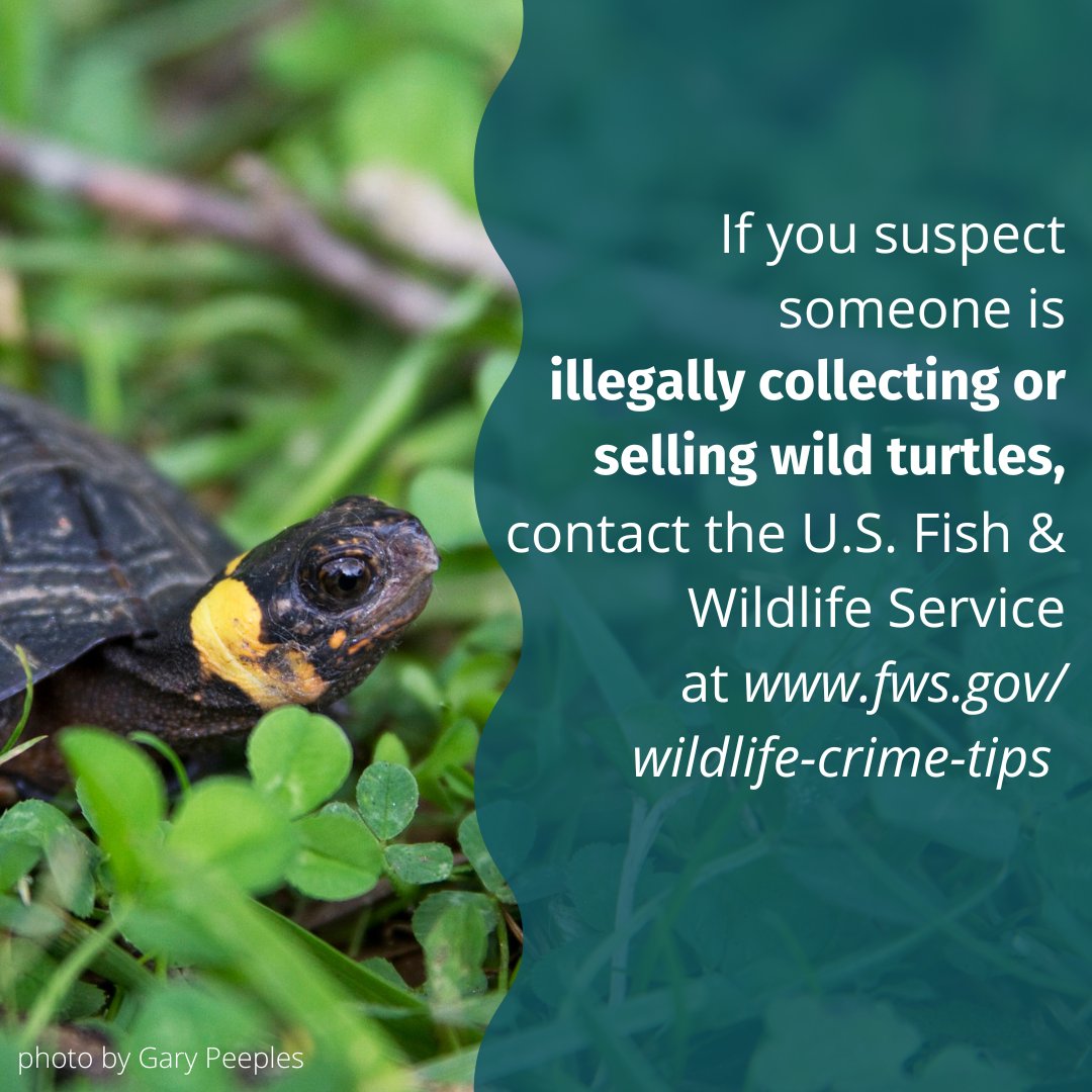 Happy #WildTurtleWeek! Everyone can play a role in conserving turtles. You can help by being a conscientious consumer, minimizing disturbances to wild turtles, and reporting suspicious behavior.

Read more: buff.ly/45ho4og

#TurtleHelper